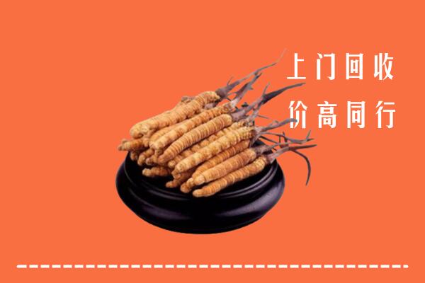 高价求购：诏安县回收散虫草