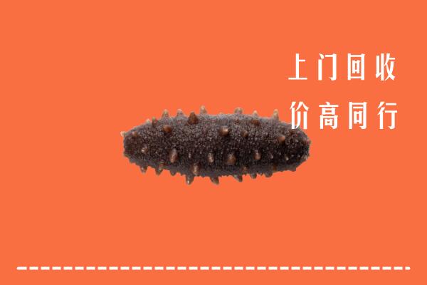 高价求购：诏安县回收海参